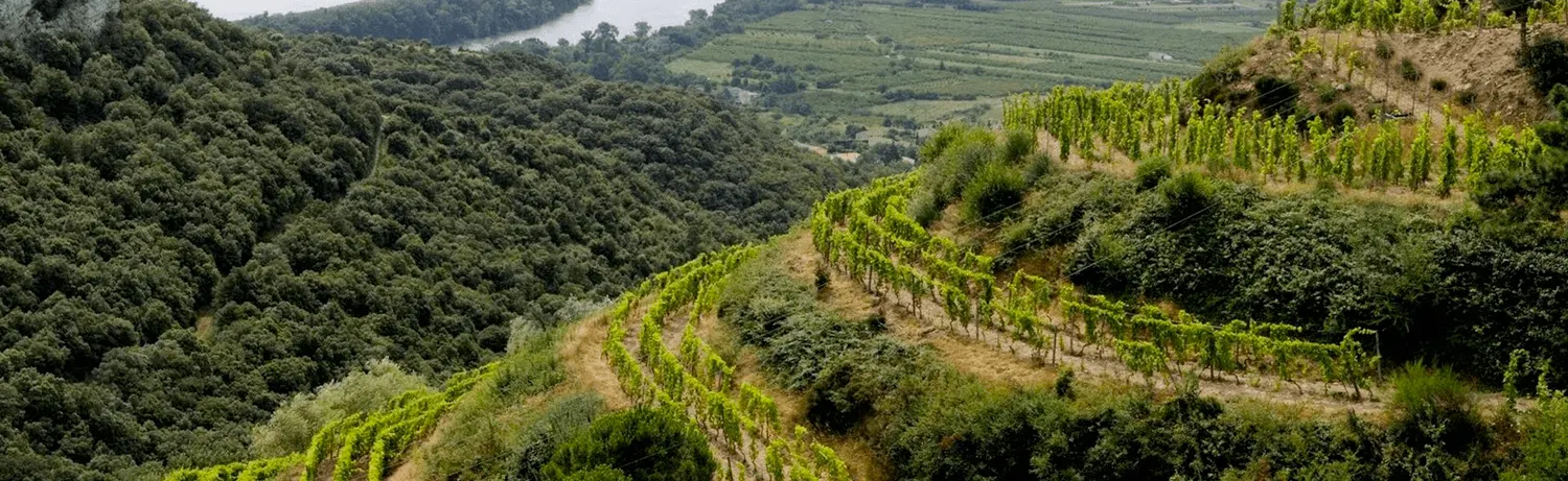 Coteaux des Monts d'Or surplombant Lyon